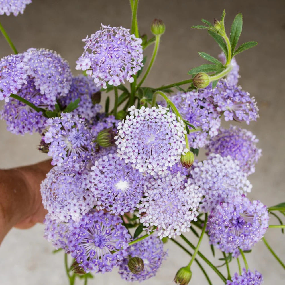 Didiscus Blue Lace