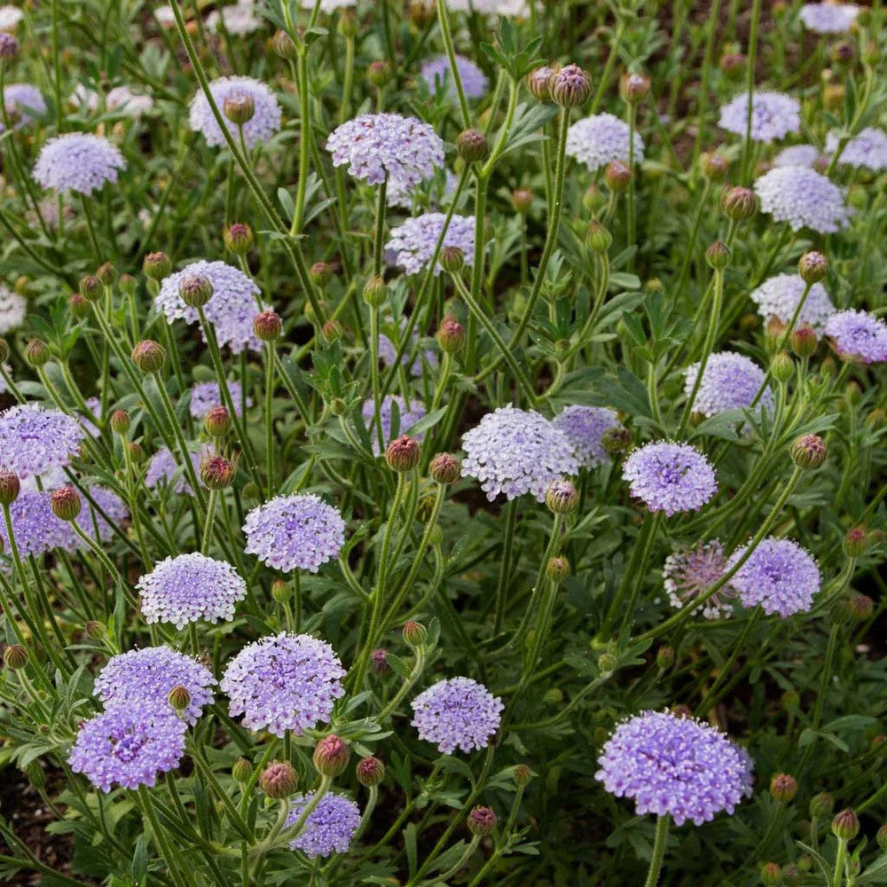Didiscus Blue Lace