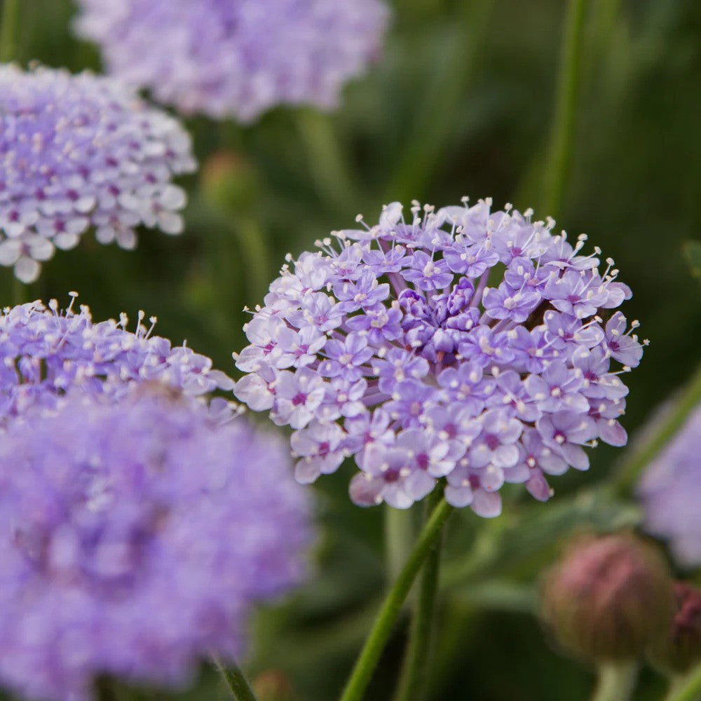 Didiscus Blue Lace