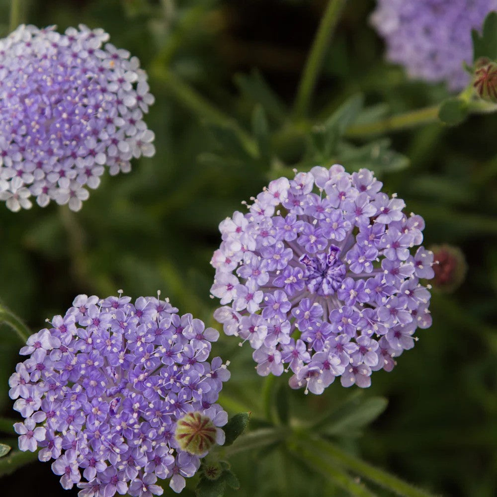 Didiscus Blue Lace
