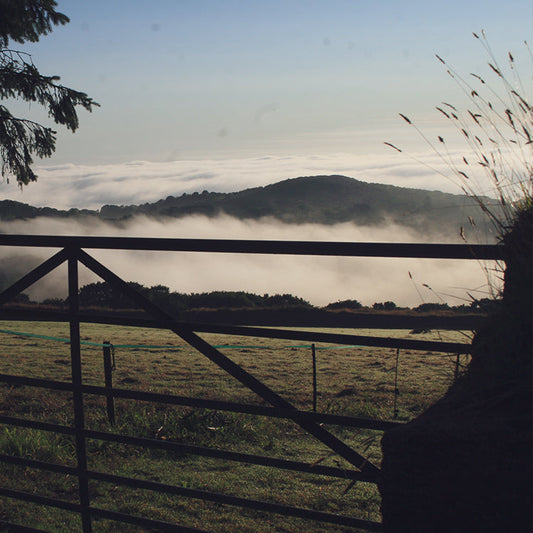 An Opportunity to Grow | Flower Farm in Cornwall
