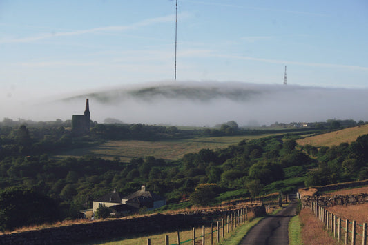 Cornwall flower farm soil preparation with mustard cover crop