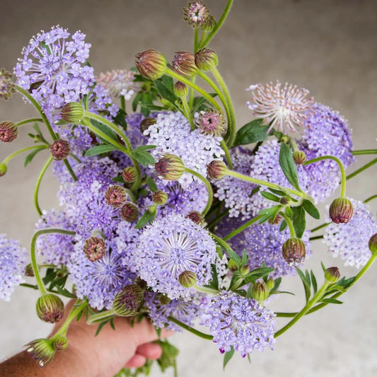 Didiscus Blue Lace